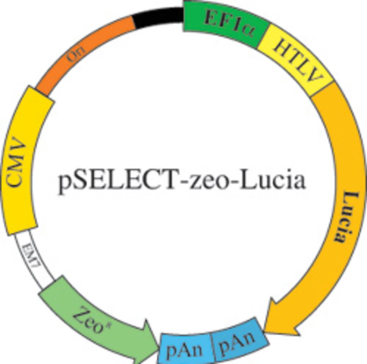 Lucia luciferase Gene