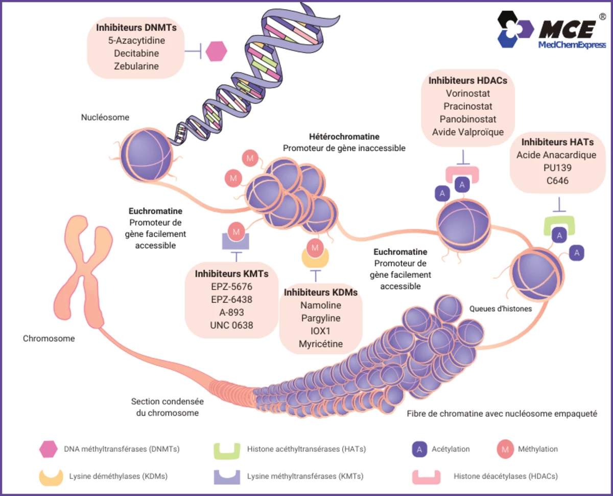 Inhibiteurs et Agonistes des Voies Épigénétiques
